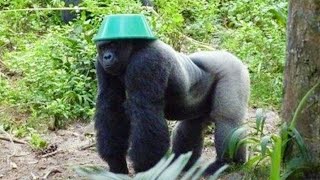 You Wonβt Stop Laughing at The Best Of Funny Monkeys ππ€£