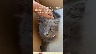 サイベリアン♂の子猫お迎え初日　#サイベリアン子猫 #サイベリアン