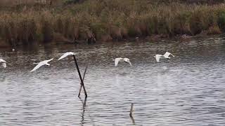 飛び立つ白鳥