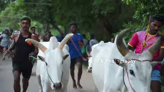 அல்லூர் கைப்புறா || 06.07.2022 || V Photography