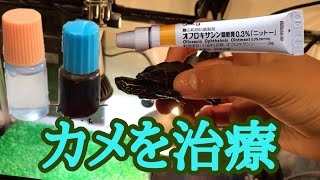 カメの怪我を治療します！