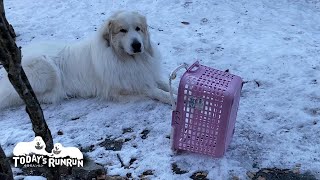 お母さんが一番忙しい朝の時間にイタズラをするアランです　Great Pyrenees　グレートピレニーズ