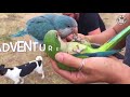 brilliant birds funny bird video compilation 2017