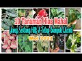 10 Tanaman Hias Mahal Yang Sedang Hits Dan Tetap Banyak Dicari Orang di Bulan Mei 2021