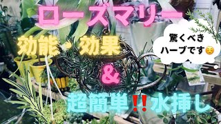 【ローズマリー🌿】効能・効果 \u0026 超簡単な水挿し‼️