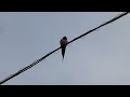 vlaštovka obecná the barn swallow hirundo rustica