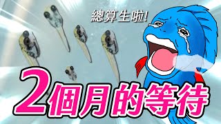 學會這招繁殖鬥魚， 賺到年終獎金 Learn this trick to make your 