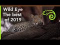 Wild Eye - Best of 2019
