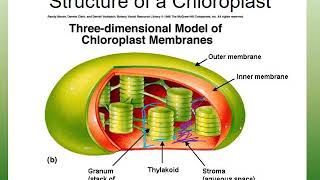 Unit 5: Chloroplasts and Factors of Photosynthesis