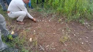 Baby crocodile# release #in #dumna nature Park # khandari dam# madhya Pradesh #jabalpur