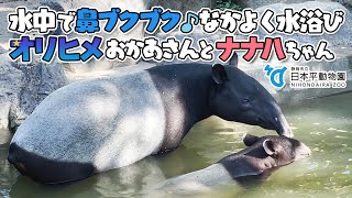 【日本平動物園】水中で鼻ブクブク♪なかよく水浴び マレーバクのナナハちゃんとオリヒメお母さん Baby malayan tapir, Nanaha and her mother, Orihime