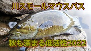 秋も深まる川スモールマウスバス2022　そろそろギャフン。