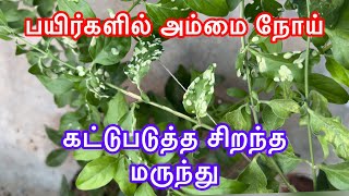 முல்லை \u0026 காகட்டான் பூ செடியில் அம்மை நோய் #mites #செம்பேன்