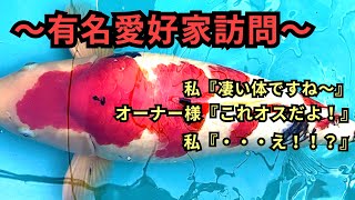 『有名愛好家訪問』怪物級がぎっしり！4トンプールで85cmの錦鯉を育て上げる！飼育方法も紹介！！#koi #泳ぐ宝石錦鯉 #アクアリウム #錦鯉 #福島県