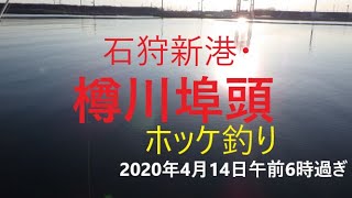 【ホッケ釣り】石狩新港樽川埠頭2020年4月14日午前6時