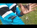 बिच्छू के डंक का घरेलू उपचार देखें बिच्छू ने कैसे काट लिया और हुआ ये black indian scorpion realase