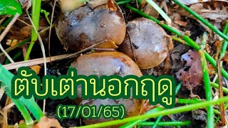 Ep.34 เห็ดตับเต่านอกฤดู (17/01/65)