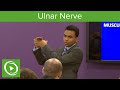 Muscles of the Ulnar Nerve  – MRCS | Lecturio