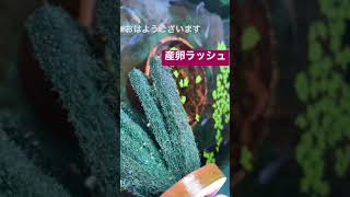 【メダカ】産卵ラッシュ