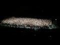 don t stop me now rock choir york barbican 230716