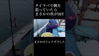 鯛を狙っていたらまさかの魚がHIT