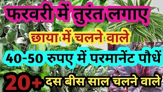 फरवरी में लगाए/छाया में चलने वाले/सबसे सस्ते पौधें/buy these plants in February#bloggerseema#garden