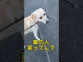 鹿になりたいラブラドールレトリバー 拾った物は俺の物 shorts shortvideo もののけ姫