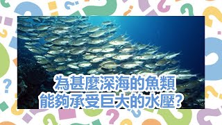 【十萬個為甚麼】為甚麼深海的魚類能夠承受巨大的水壓？