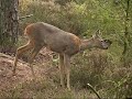 herfst veluwe autumn