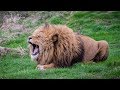 Lions Roaring Compilation (3)