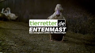 ENTENMAST - Das unsagbare Leiden der Wasservögel // tierretter.de