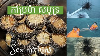 កាំប្រម៉ា សមុទ្រ/Sea urchins