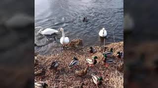 カモに餌を取られてなかなか食べられない白鳥