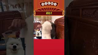 狗狗：陪我玩陪我玩陪我玩 #狗狗 #陪伴犬 #娱乐评论  #shorts