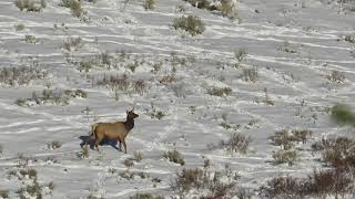 Elk Hunting with Desert Tech 300 WM Supressed at 288 yards