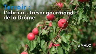 Terroir : l'abricot, trésor gourmand de la Drôme