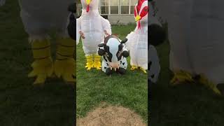 The farmer killed cows brother and they were burying him