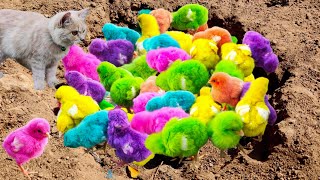 Catch Cute Chickens, Colorful Chickens, Rabbits, Cats, Swans,Ducks,Betta Fish,Turtle,Cute Animals