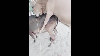 Cow and ox xxx video downlod