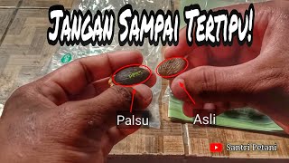 Cara Membedakan Cambah Sawit Unggul Asli dengan Palsu (Abal²) Cara Pesan ada di deskripsi