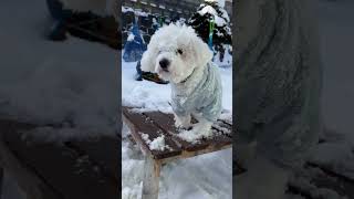 雪遊びを満喫したワンコ #ビションフリーゼ #snow #winter #cute