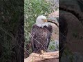 beautiful bald eagle