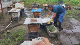 【真過癮】如何把2群蜜蜂合并成一群，小伙吹几口香烟就可以把2群蜜蜂合并