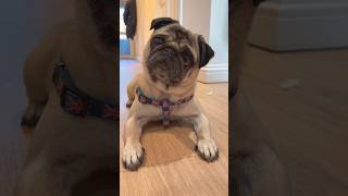 EPIC Dog Trick!! #pug #pugs #dog #amazing