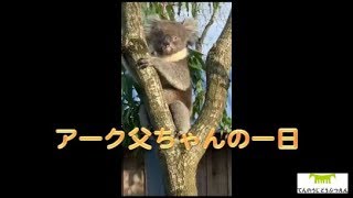 【天王寺動物園】アーク父ちゃんの一日191215 @longleat