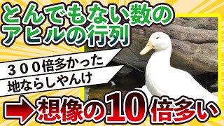 【2ch動物スレ】とんでもない数のアヒルの行列が目撃される 多分想像の10倍は多い