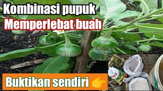 CARA MEMUPUK TERONG KHUSUS MEMPERBANYAK BUAH