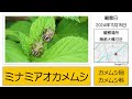 土岐川の自然　【 岐阜県多治見市　土岐川の自然・水辺につどう生き物たち　2024年11月 】