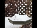 House Sparrows Playing In The Snow On My Hanging Bird Feeder - #shorts