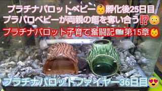 プラチナパロットベビー孵化後25日目👶